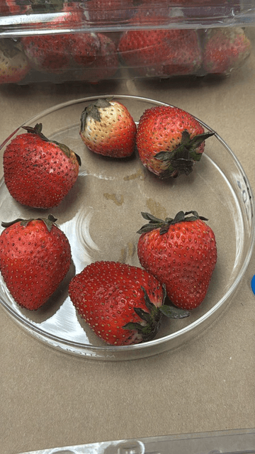 Fresas con recubrimiento comestible de pectina y quitosano